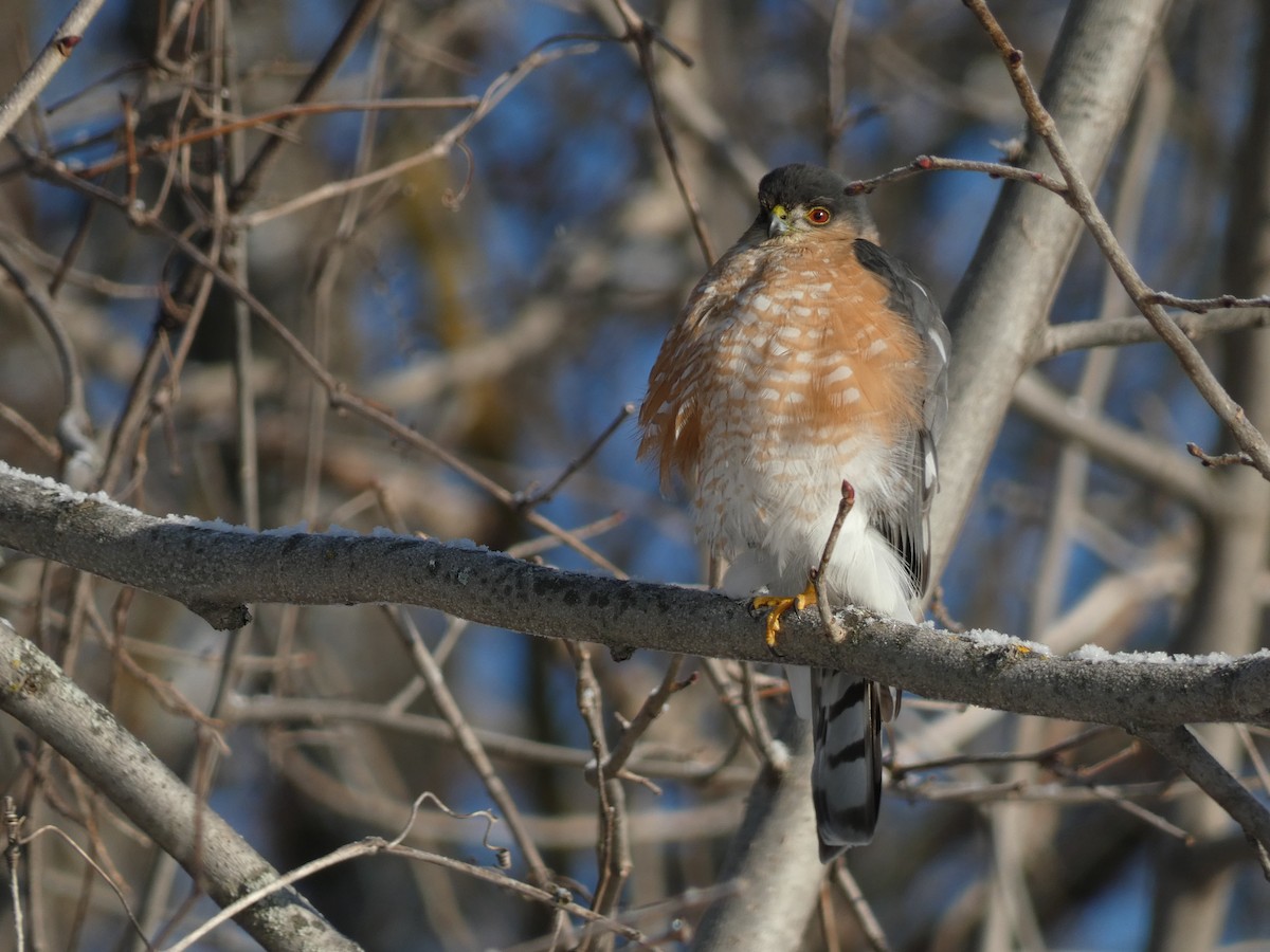 Sharp-shinned Hawk - ML629658516
