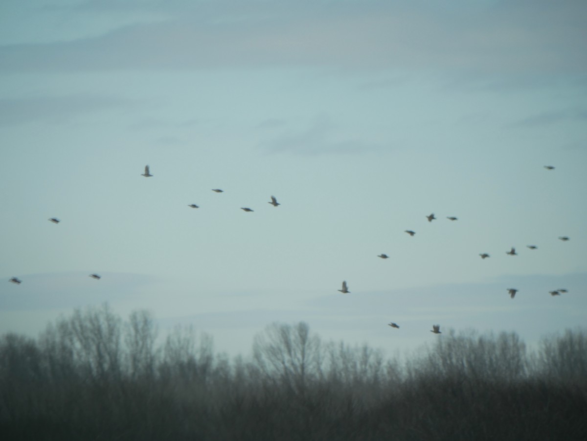 Greater Prairie-Chicken - ML629658572