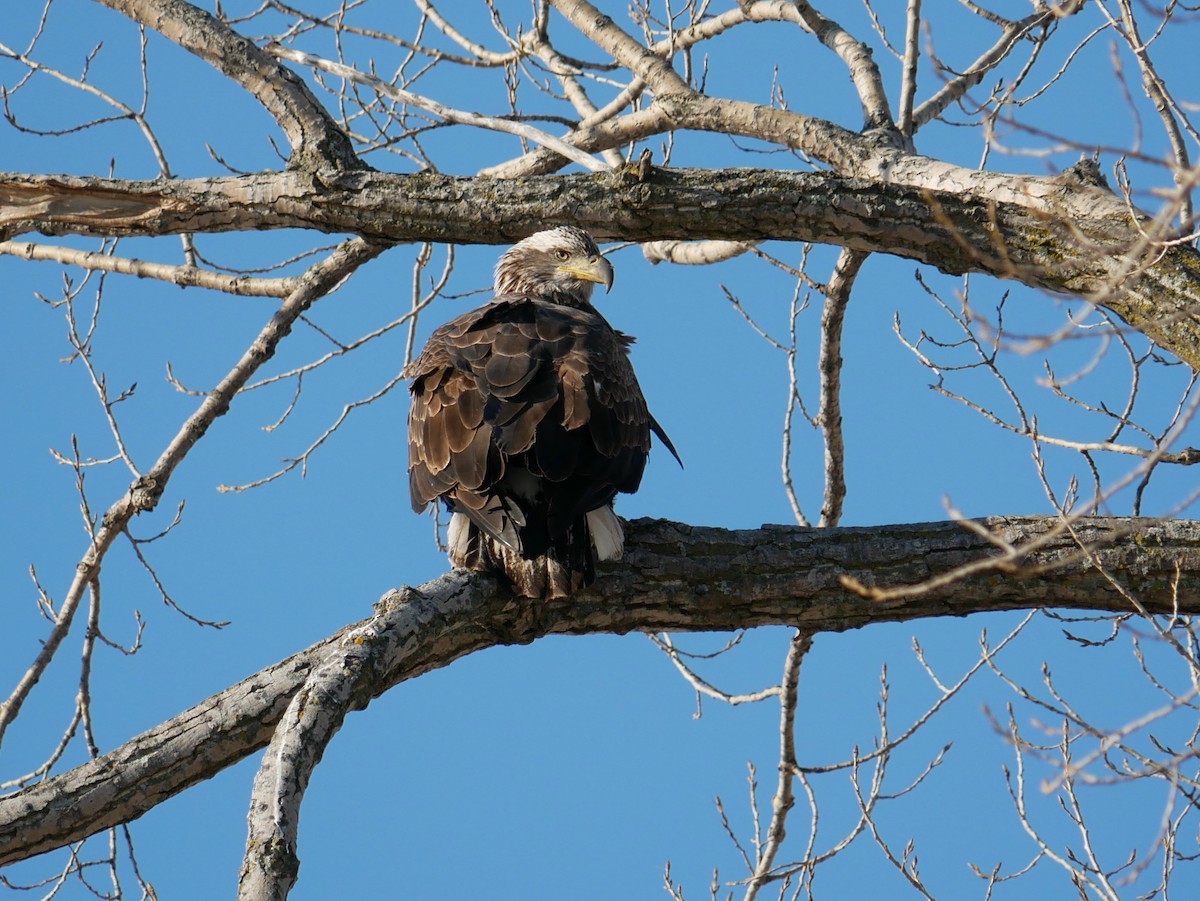 Bald Eagle - ML629658645