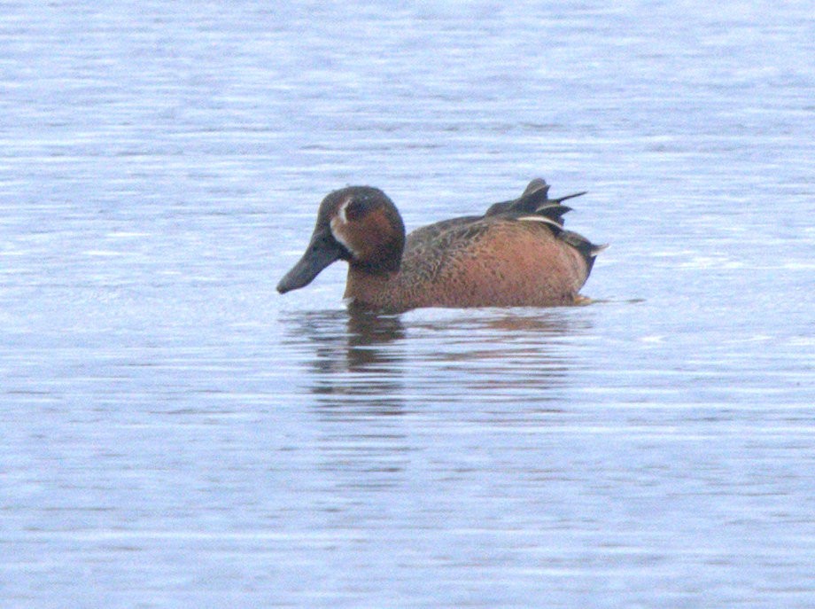 Blue-winged x Cinnamon Teal (hybrid) - ML629658762
