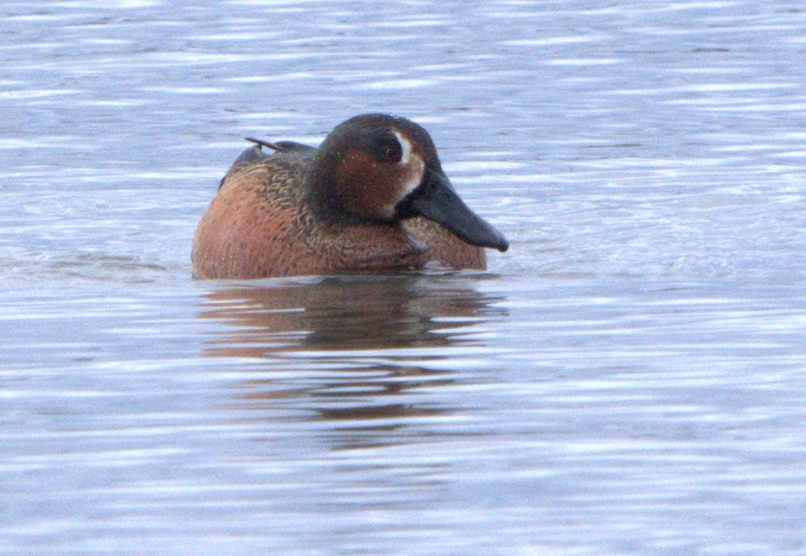 Blue-winged x Cinnamon Teal (hybrid) - ML629658763