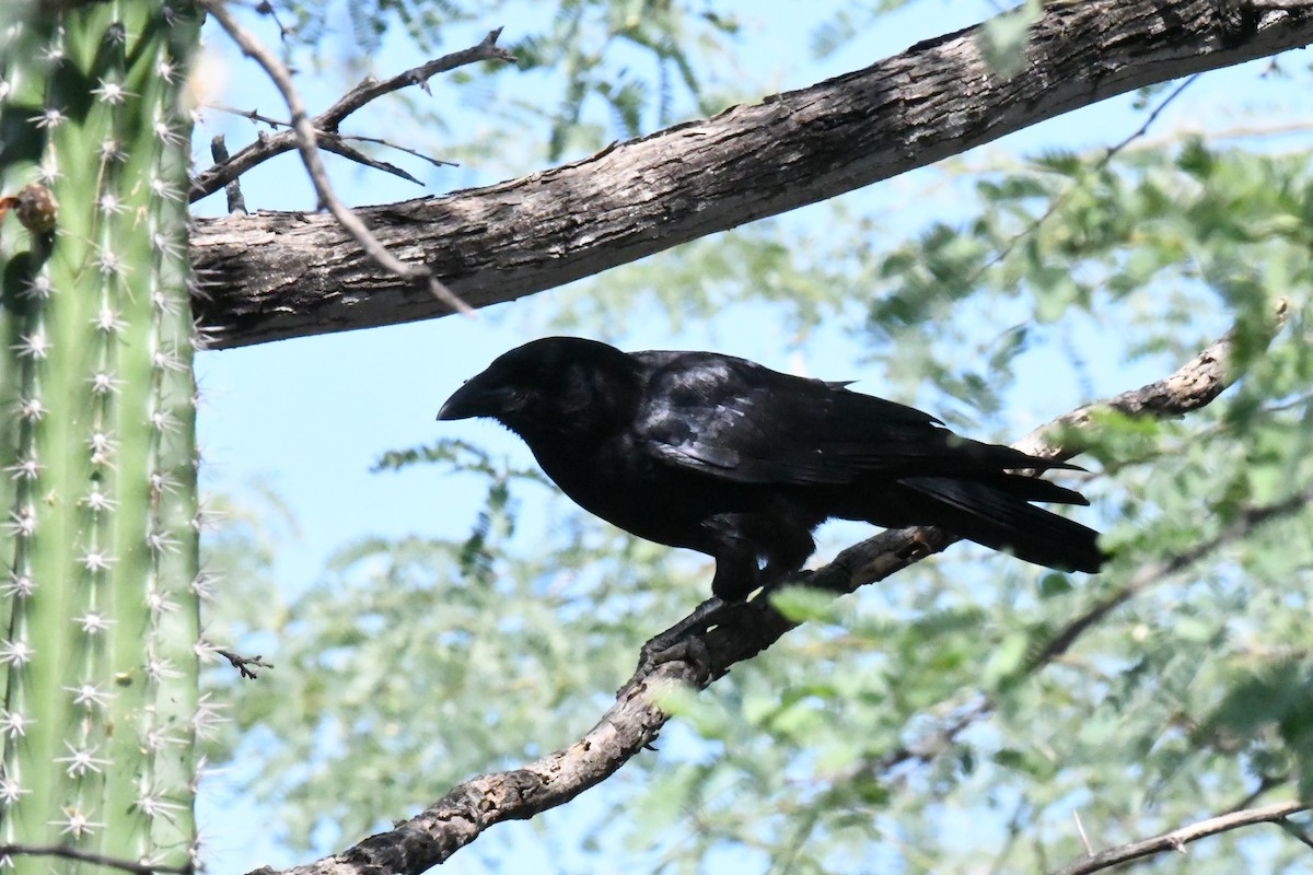 Hispaniolan Palm-Crow - ML629658890