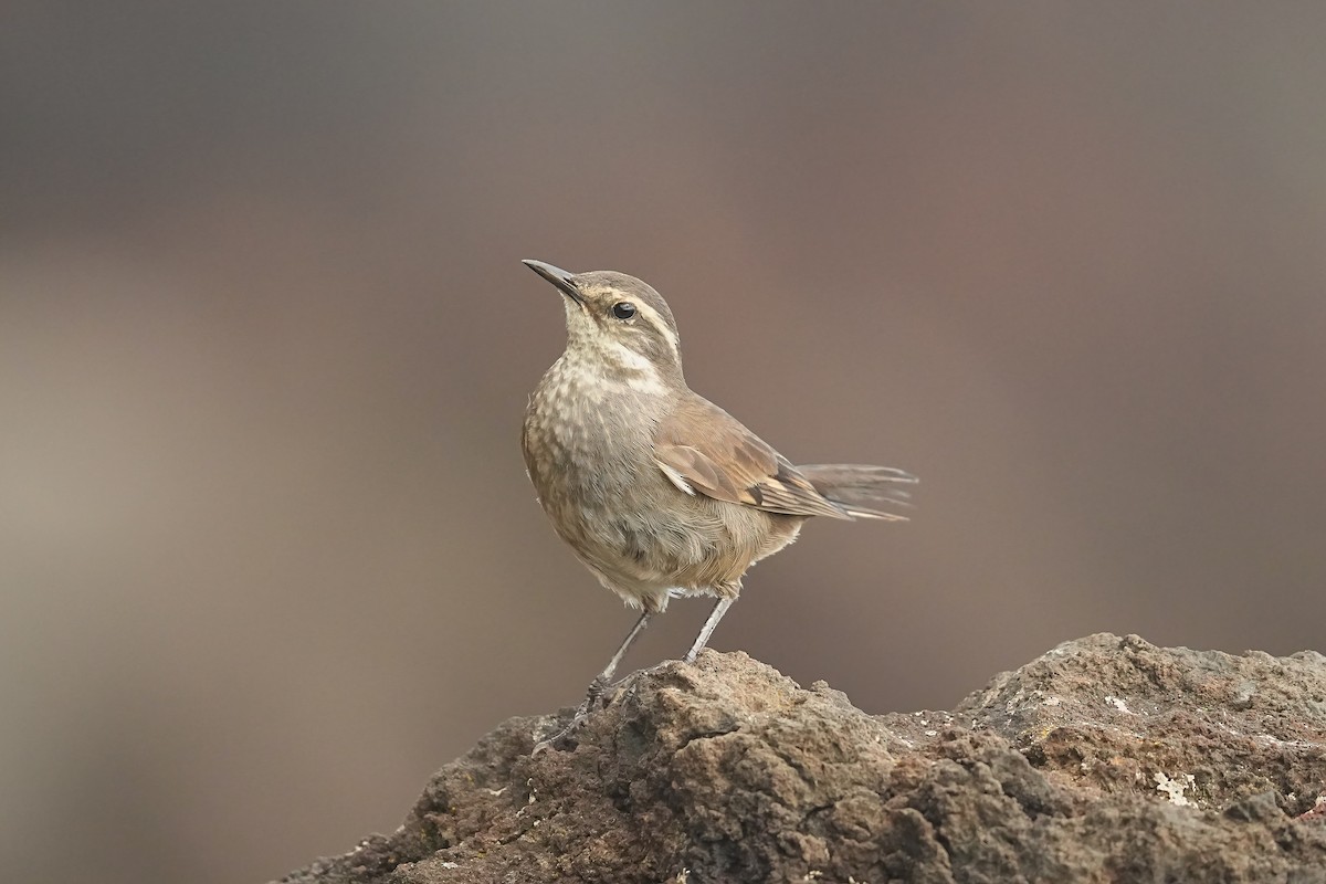 Gray-flanked Cinclodes - ML629659050