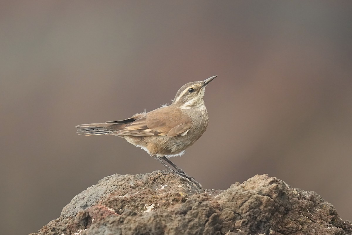 Gray-flanked Cinclodes - ML629659051