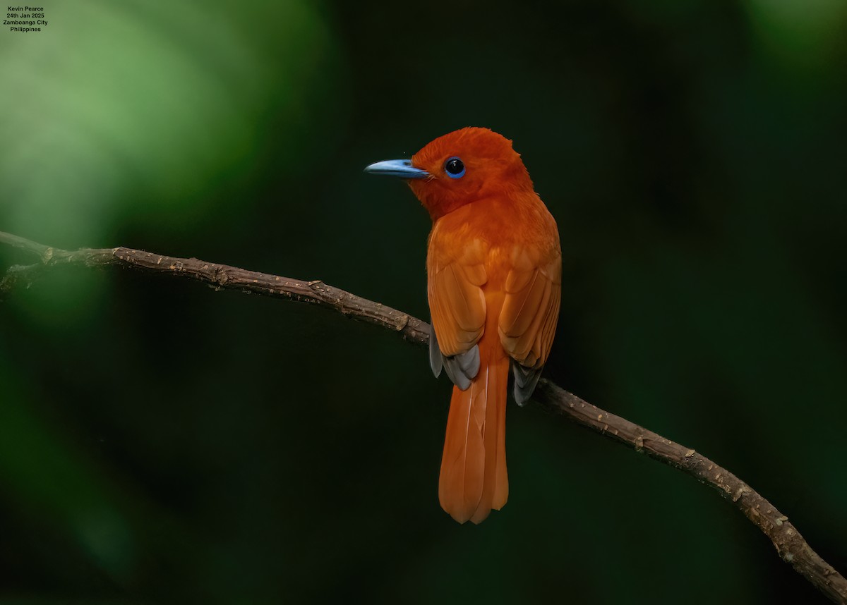 Rufous Paradise-Flycatcher (Southern) - ML629659212
