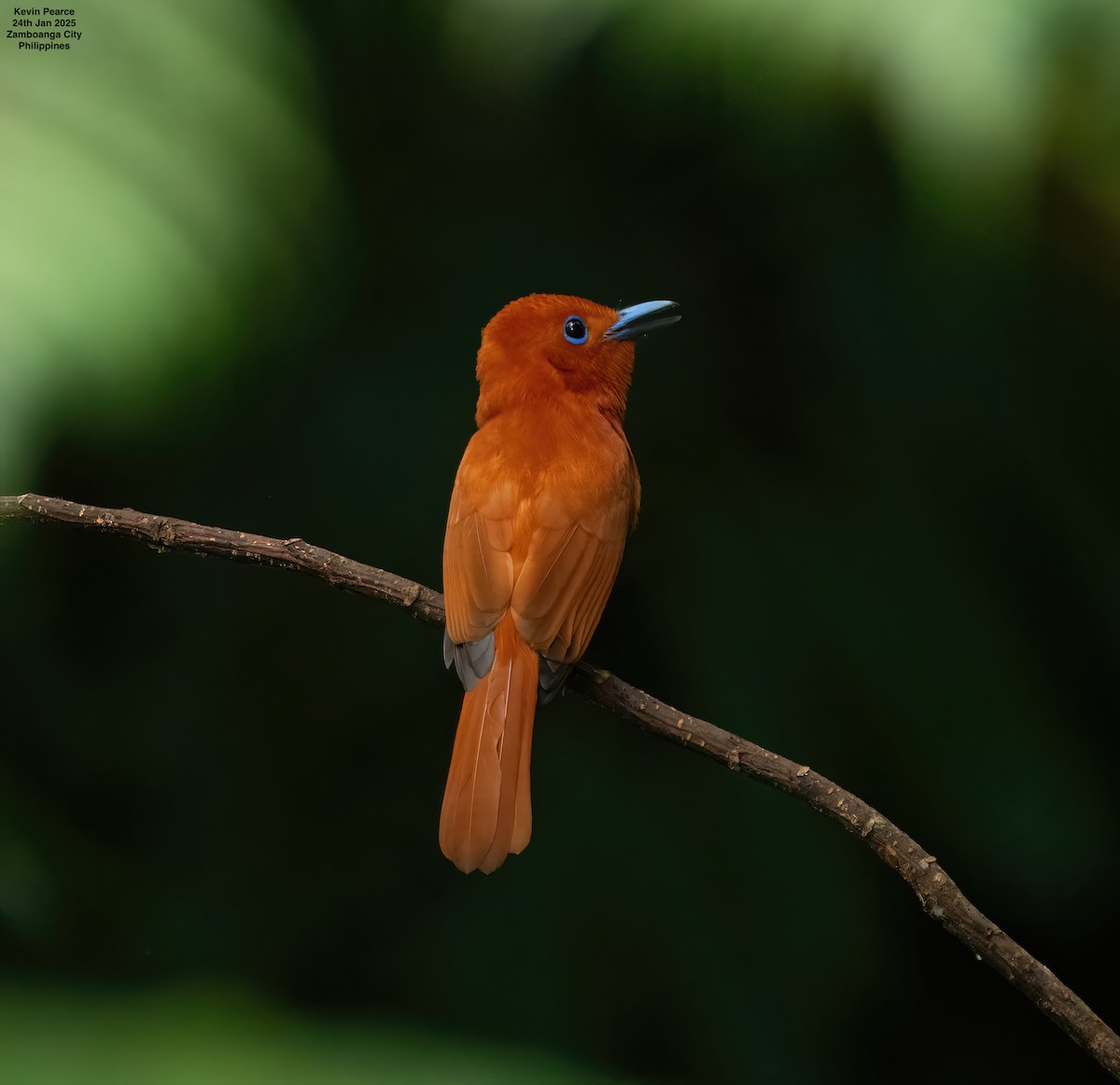 Rufous Paradise-Flycatcher (Southern) - ML629659215