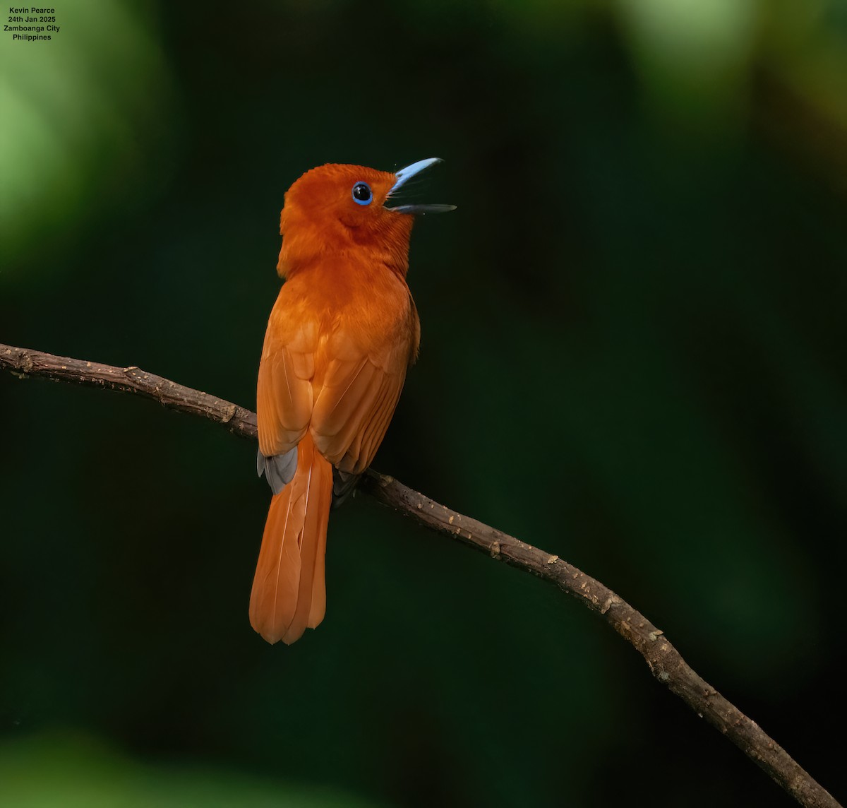 Rufous Paradise-Flycatcher (Southern) - ML629659217