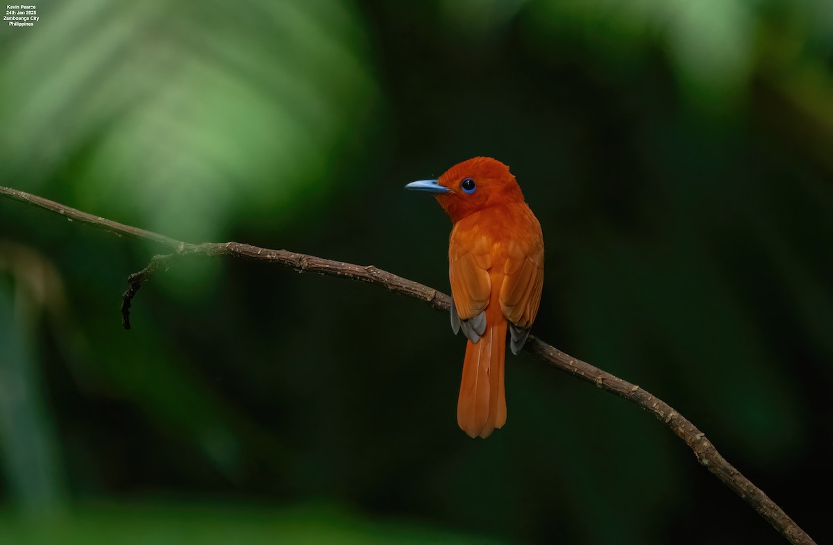 Rufous Paradise-Flycatcher (Southern) - ML629659220