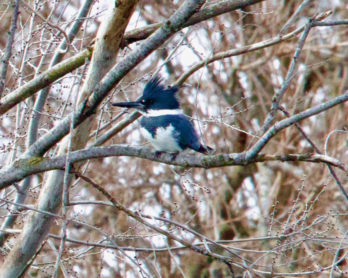 Belted Kingfisher - ML629659326