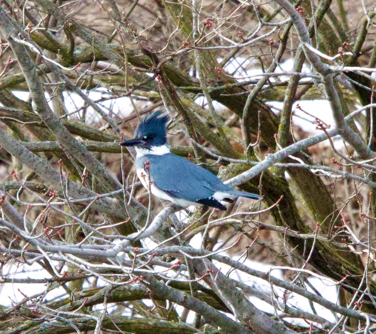 Belted Kingfisher - ML629659327