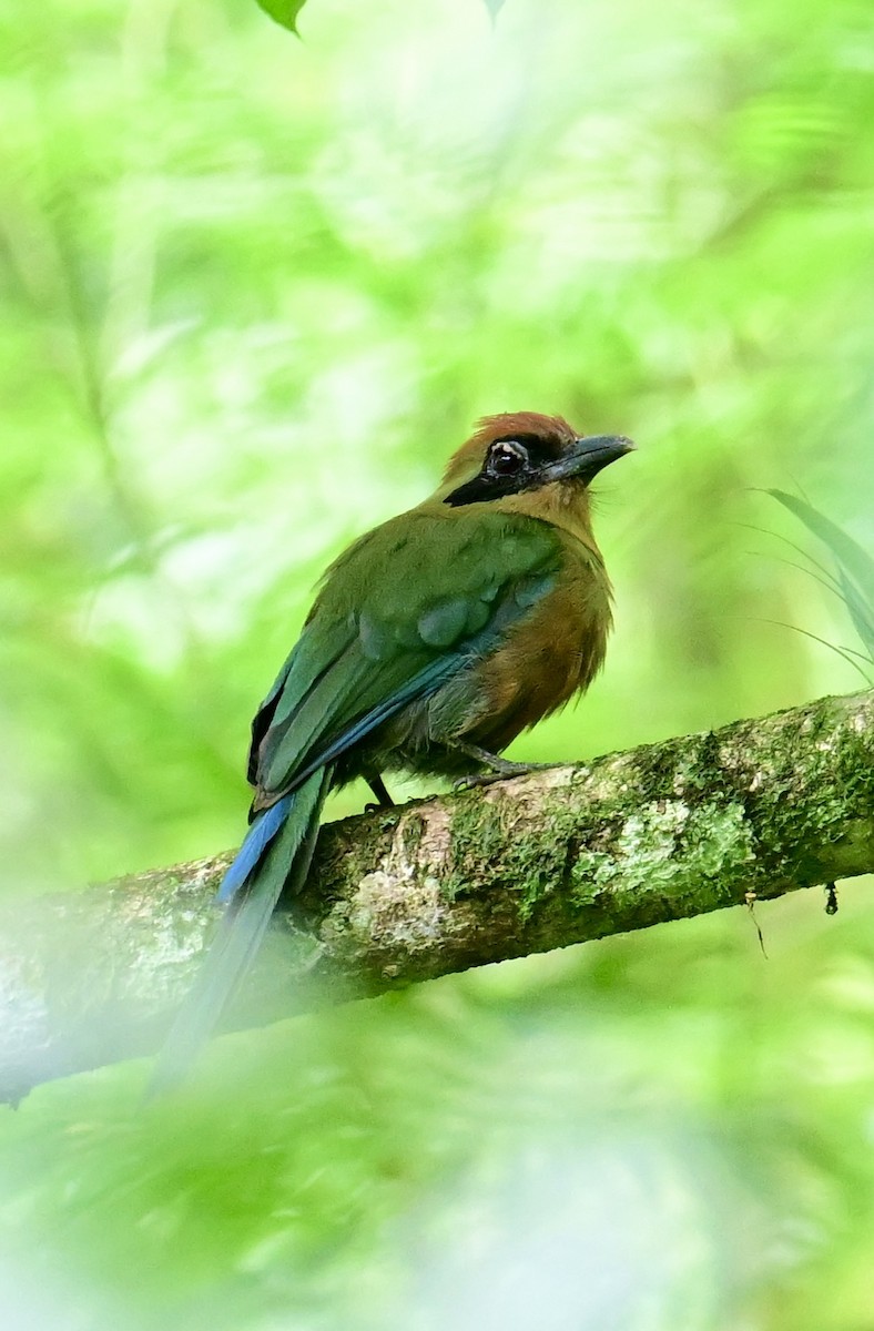 Rufous-capped Motmot - ML629659410