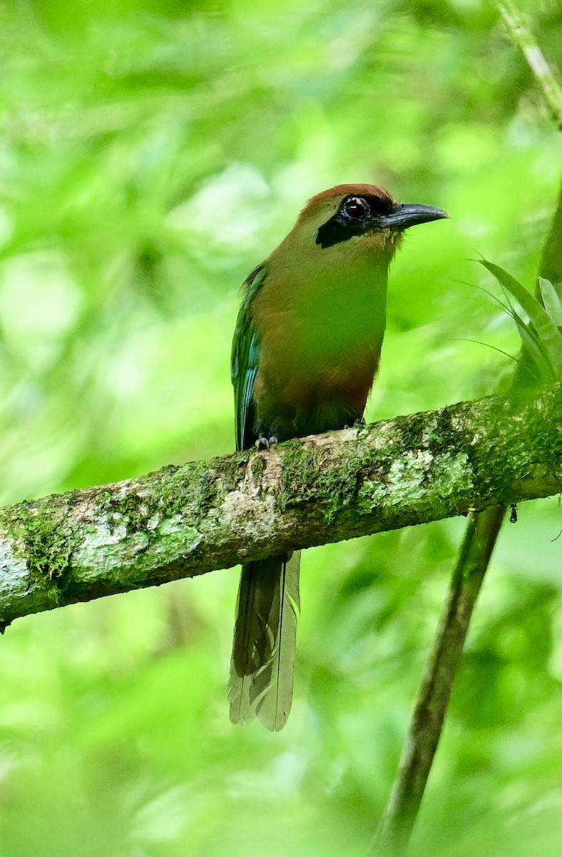 Rufous-capped Motmot - ML629659411