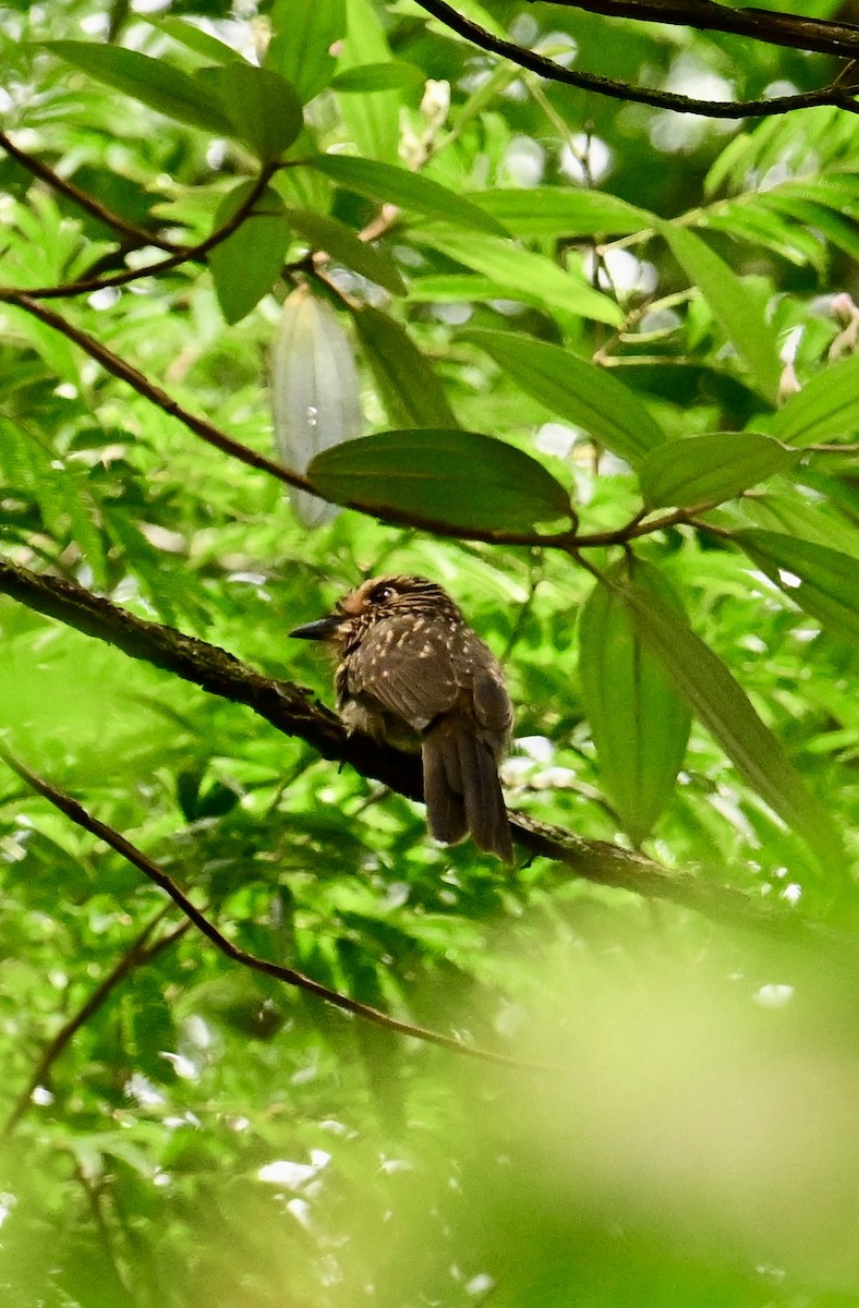Crescent-chested Puffbird - ML629659431
