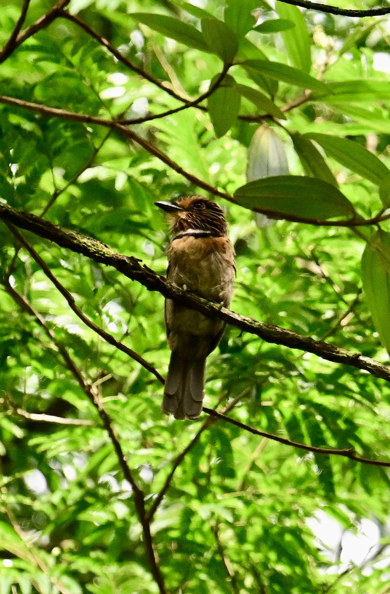 Crescent-chested Puffbird - ML629659432