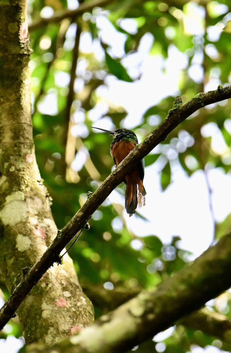 Rufous-tailed Jacamar - ML629659445