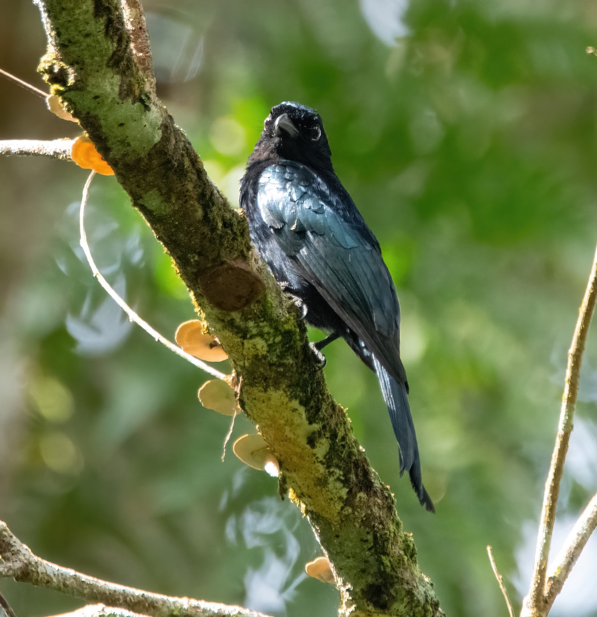 Short-tailed Drongo - ML629659486