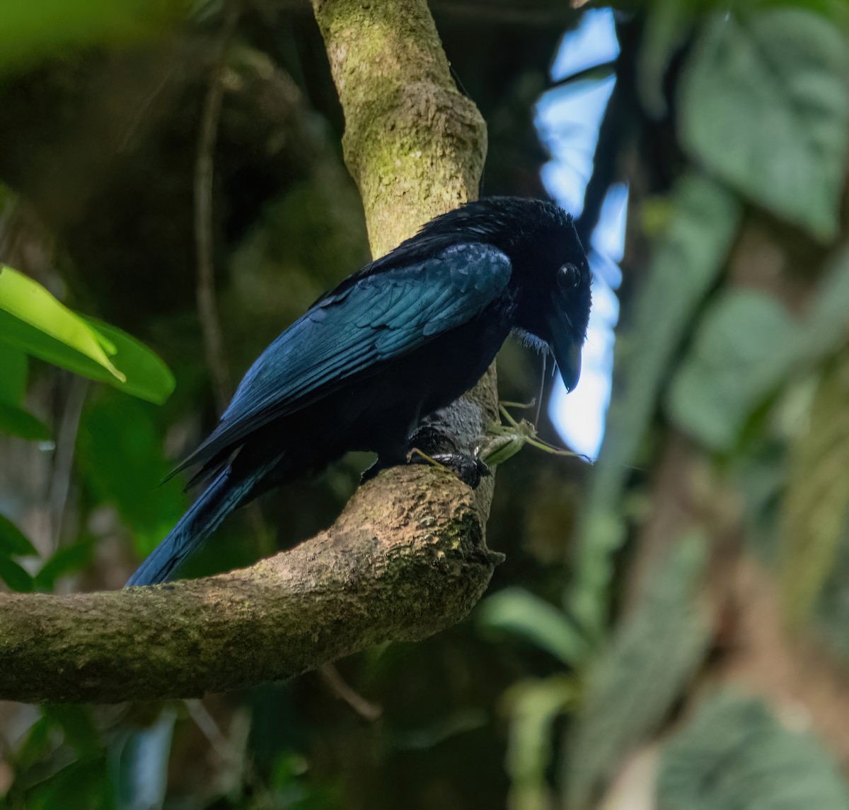 Short-tailed Drongo - ML629659487