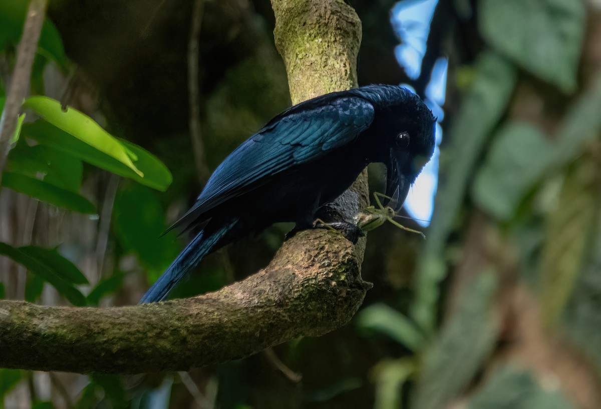 Short-tailed Drongo - ML629659488