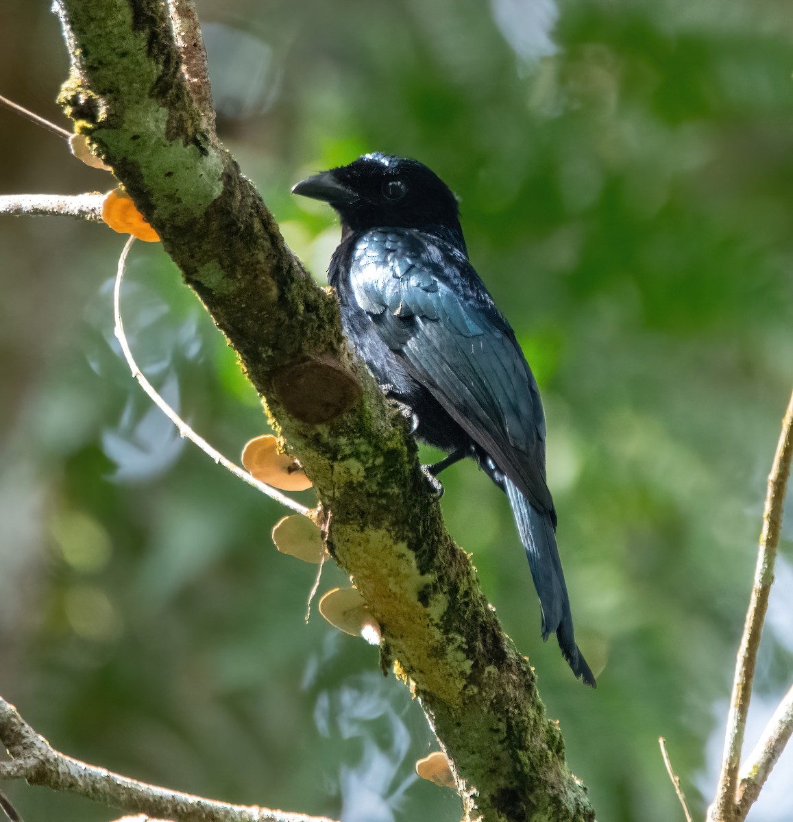 Short-tailed Drongo - ML629659489