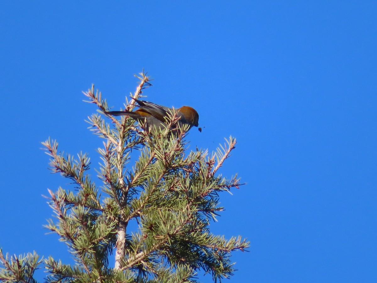 Нарсны шүршүү - ML629659569