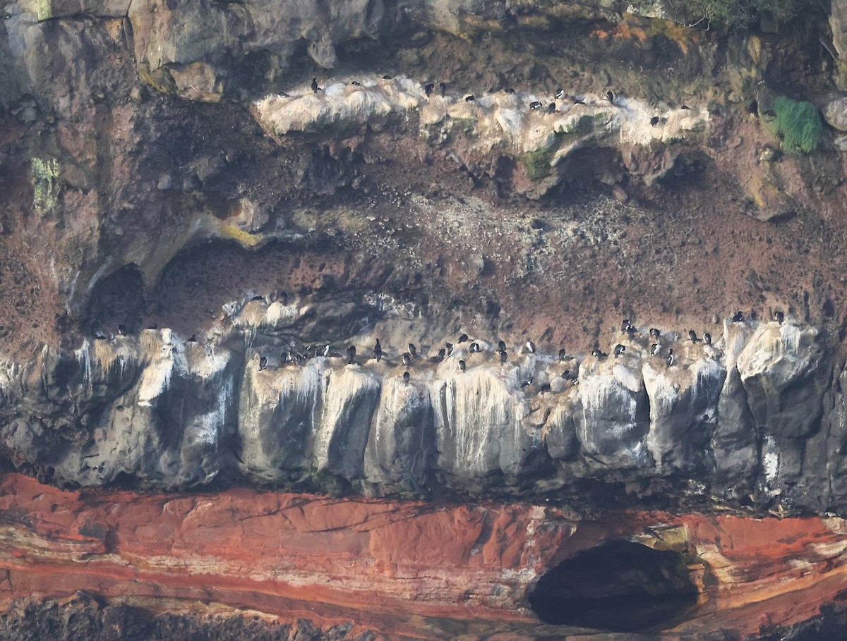 Campbell Islands Shag - ML629659687