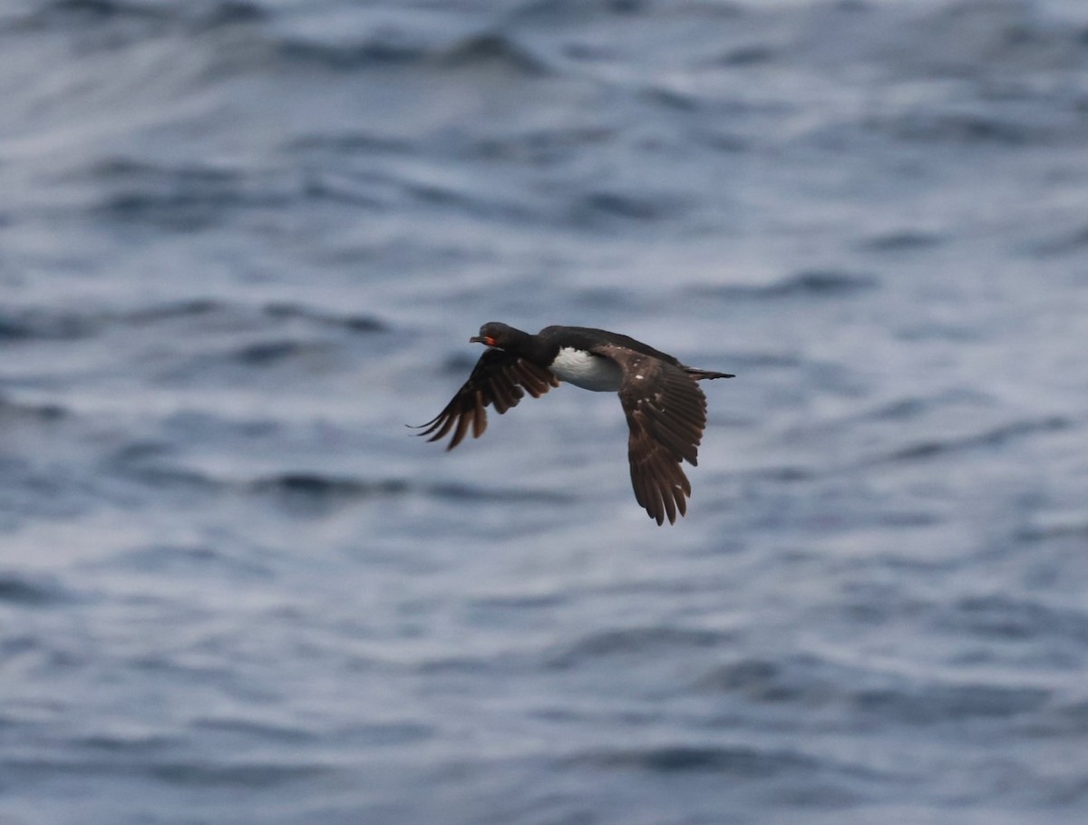 Campbell Islands Shag - ML629659688