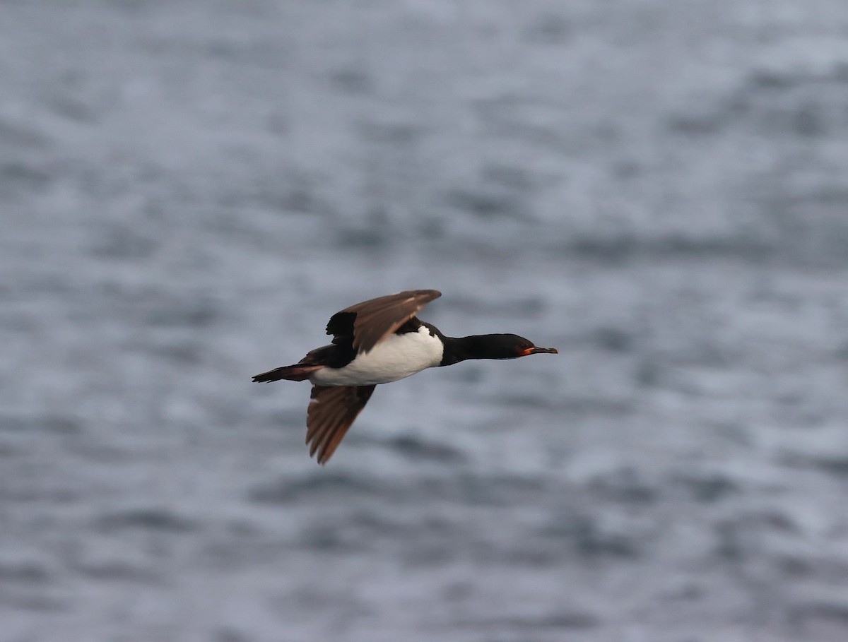 Campbell Islands Shag - ML629659689