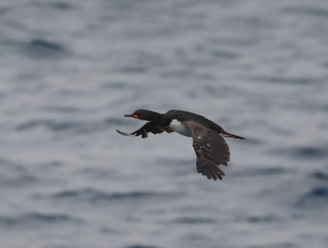 Campbell Islands Shag - ML629659690