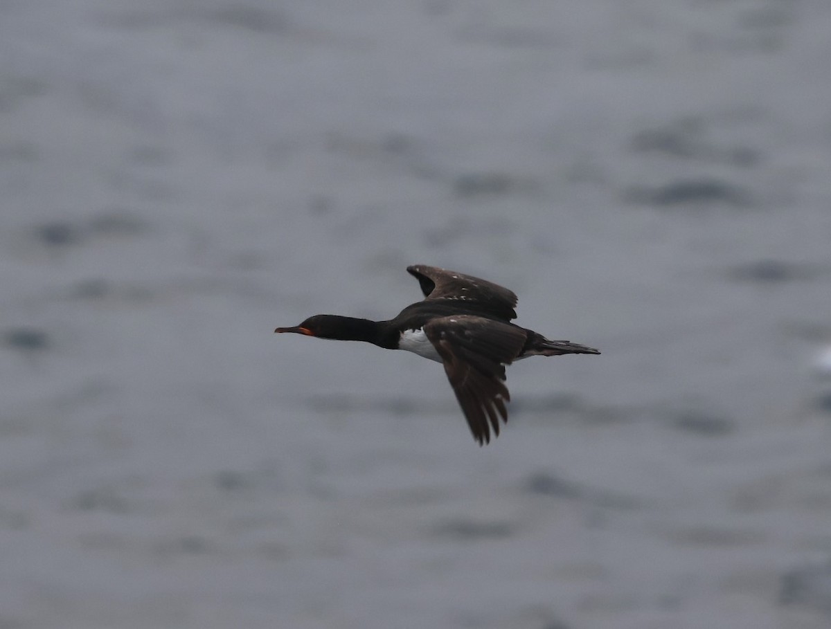 Campbell Islands Shag - ML629659691