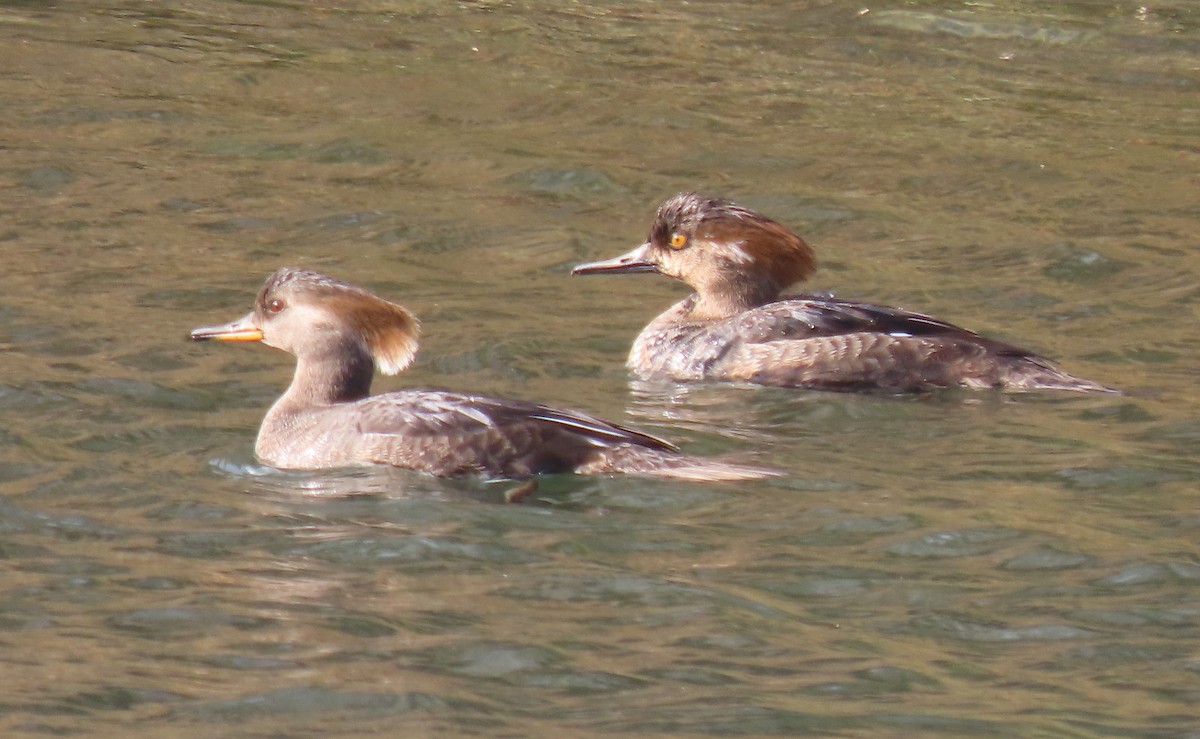 Hooded Merganser - ML629659836