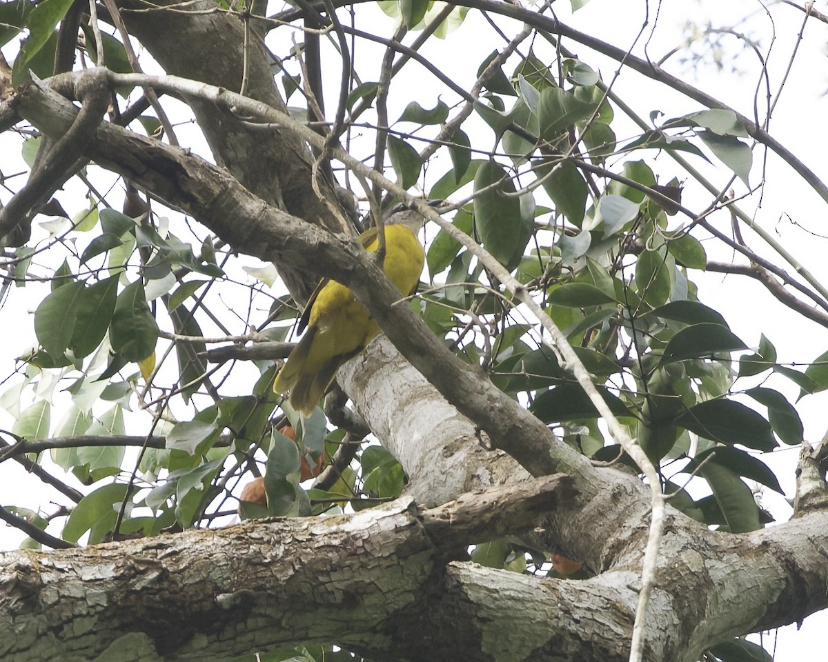 Purple-throated Cuckooshrike - ML629659923