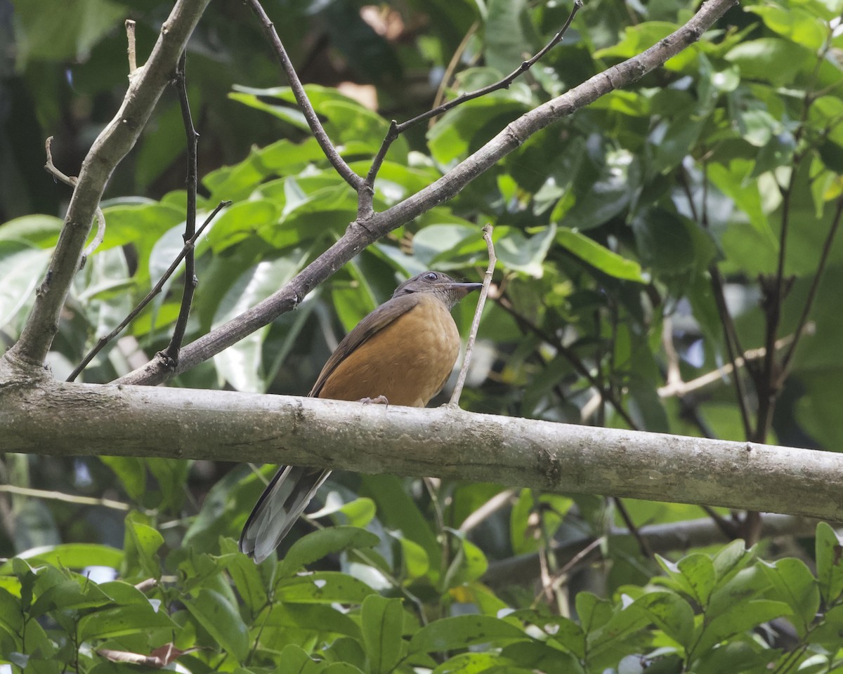 Finsch's Flycatcher-Thrush - ML629659974