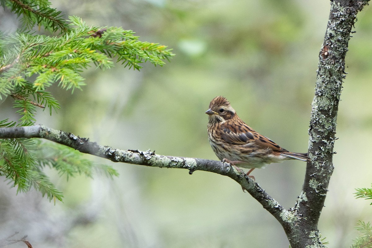 Rustic Bunting - ML629660113