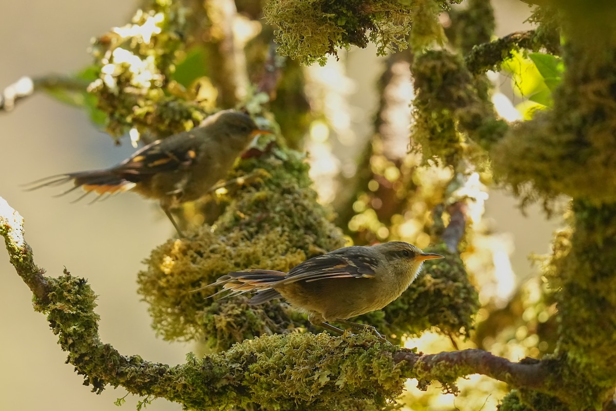 Masafuera Rayadito - ML629660401