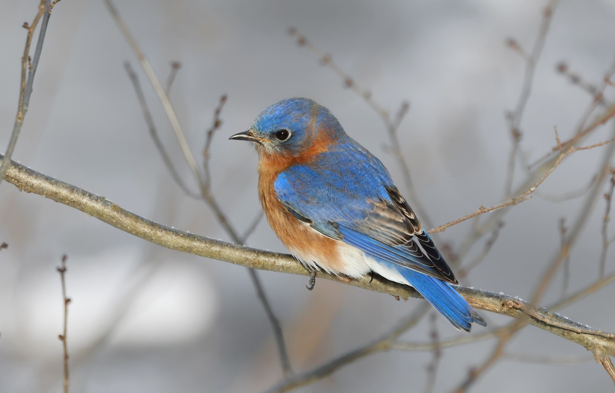 Eastern Bluebird (Eastern) - ML629660453