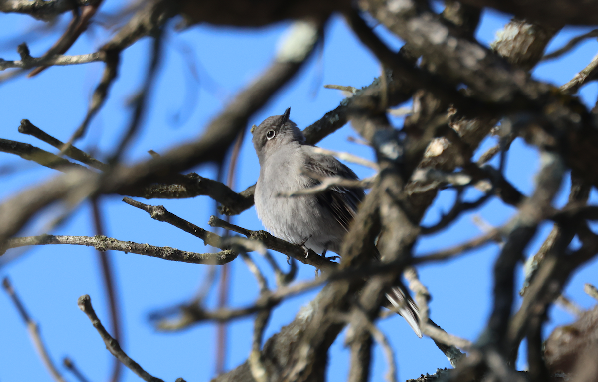Townsend's Solitaire - ML629660461