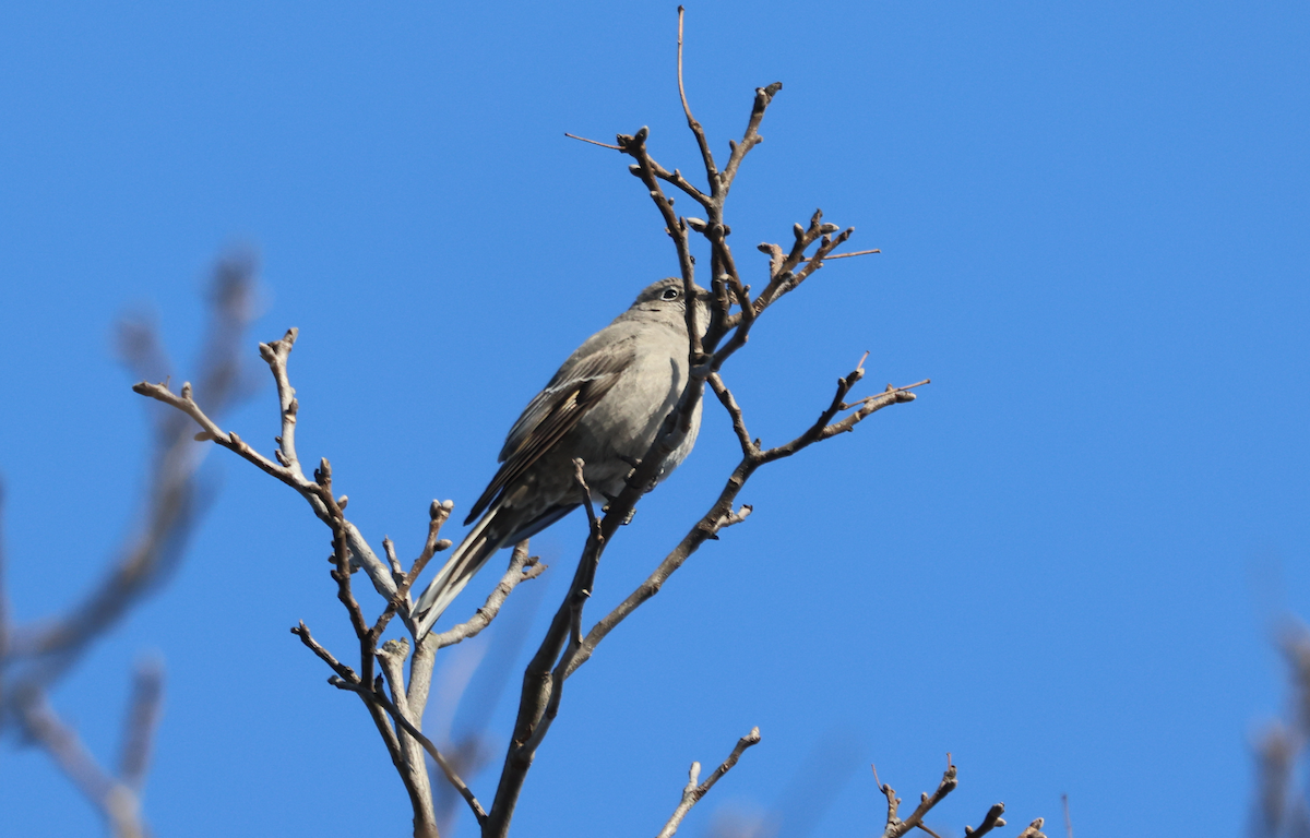Townsend's Solitaire - ML629660462
