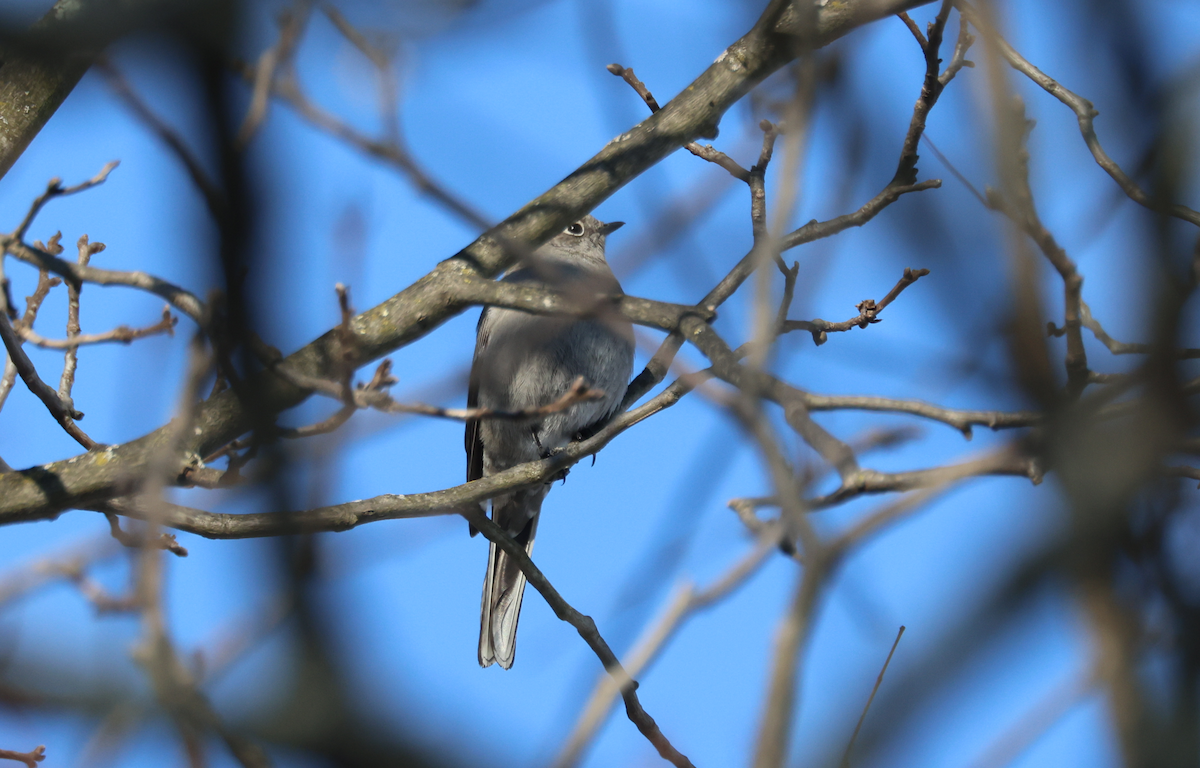 Townsend's Solitaire - ML629660466
