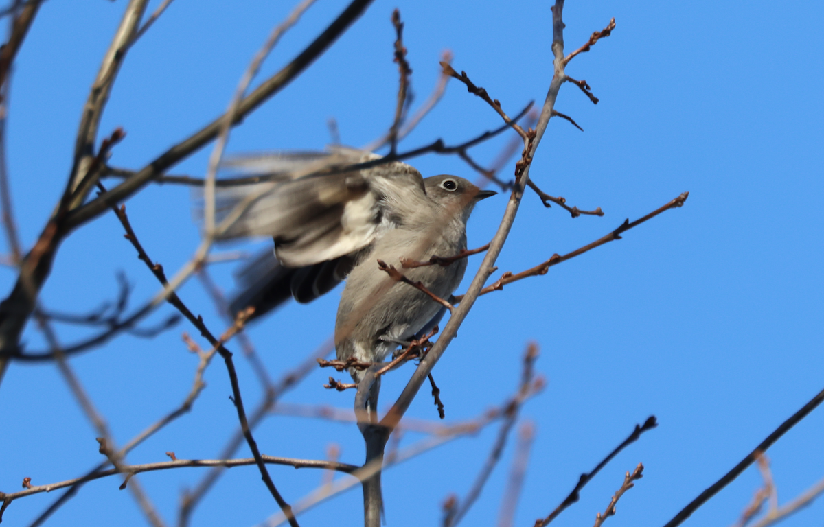 Townsend's Solitaire - ML629660471