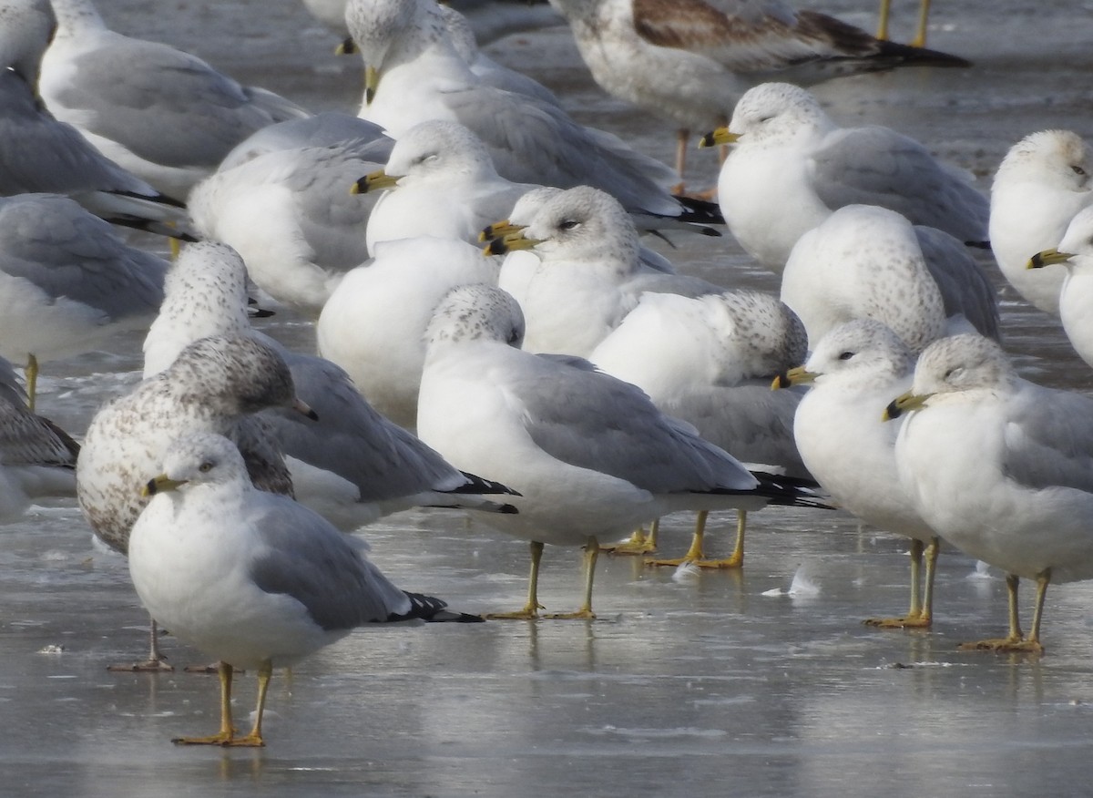 Ring-billed Gull - ML629660591