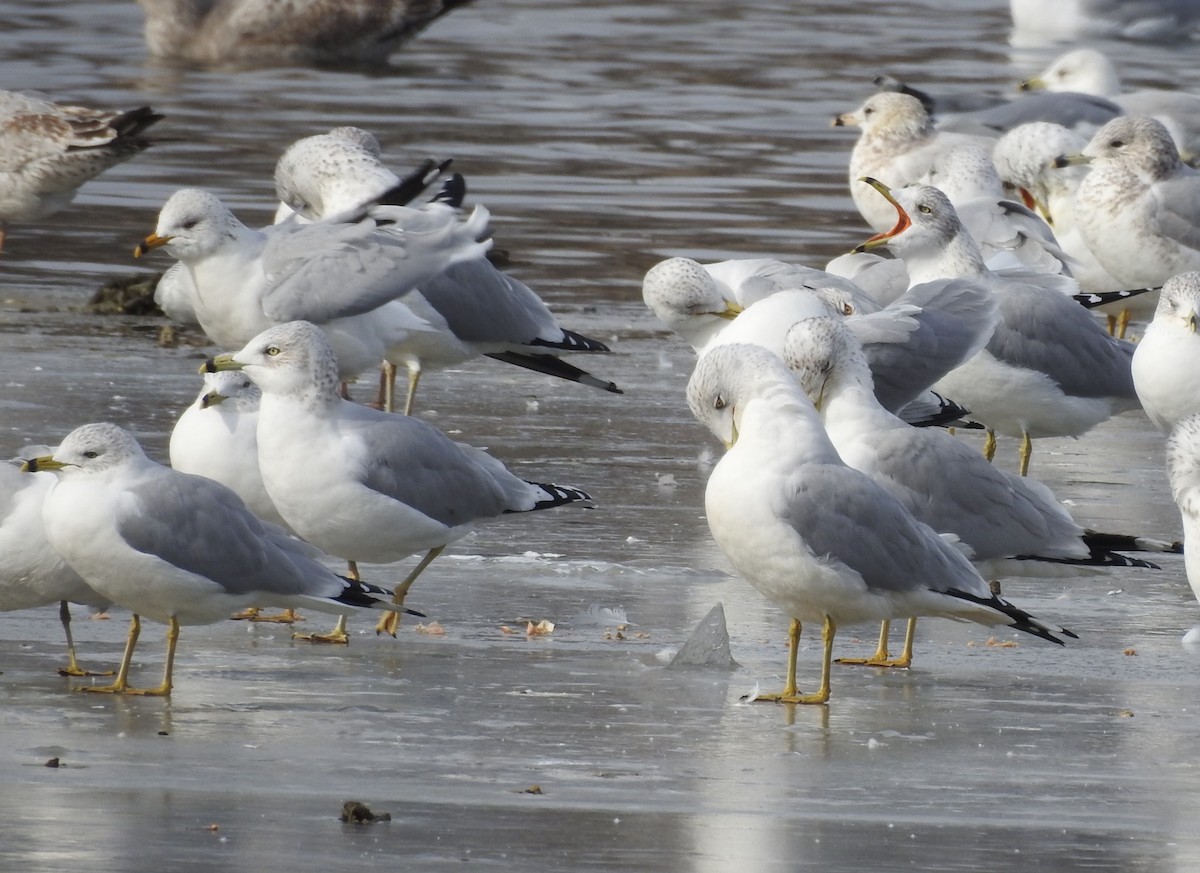 Ring-billed Gull - ML629660592