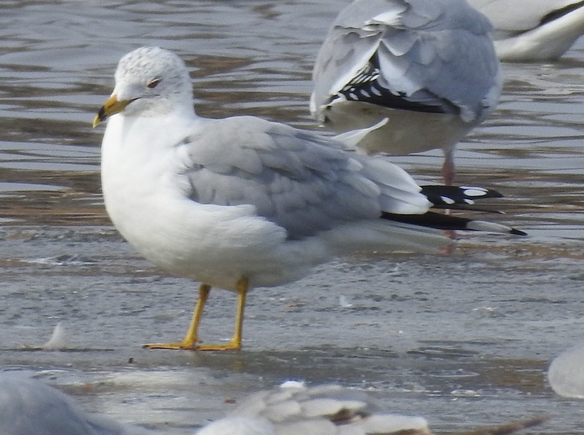 Ring-billed Gull - ML629660593