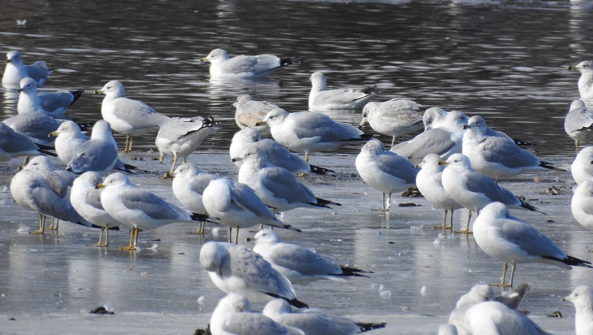 Ring-billed Gull - ML629660595