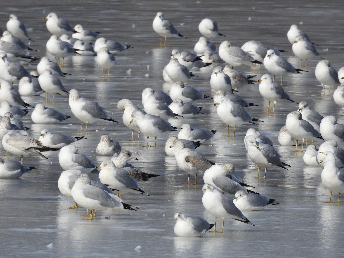 Ring-billed Gull - ML629660596