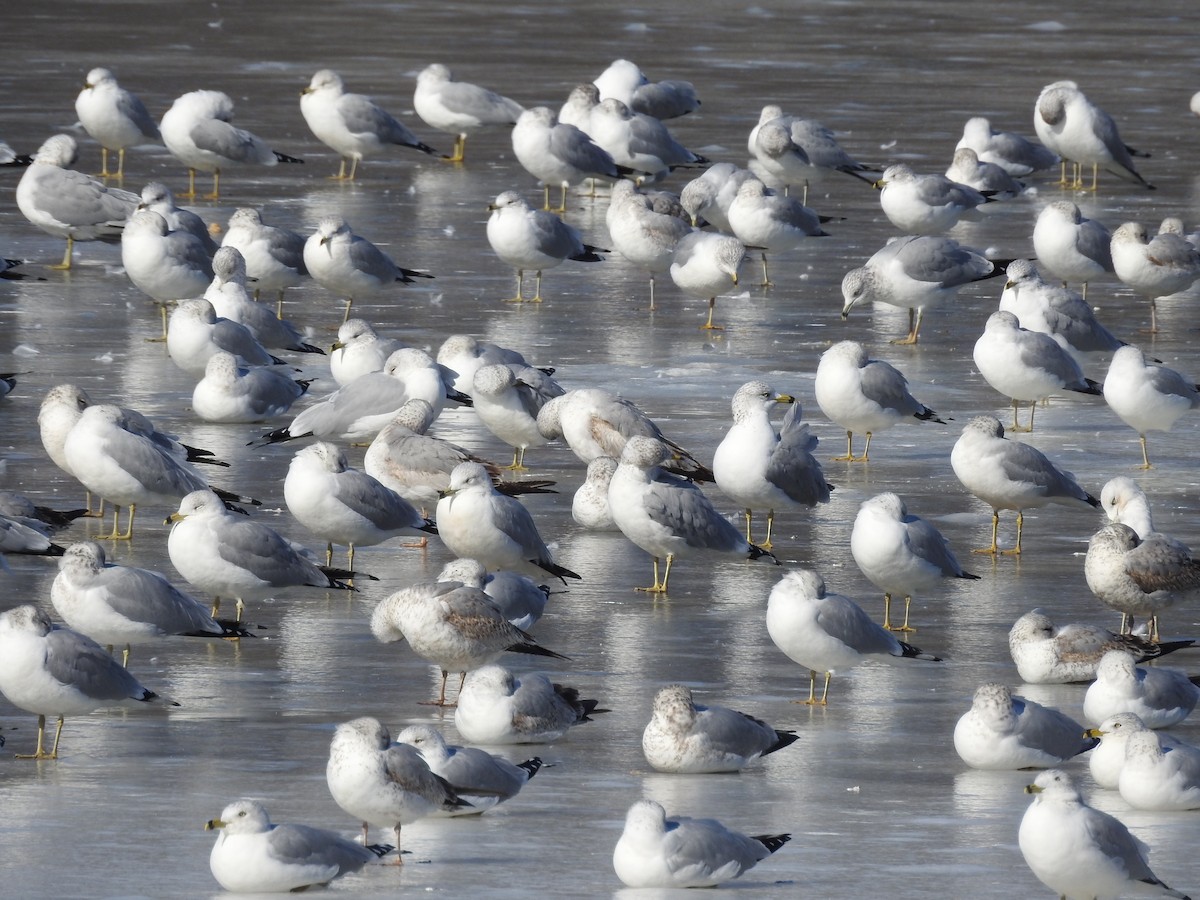 Ring-billed Gull - ML629660598