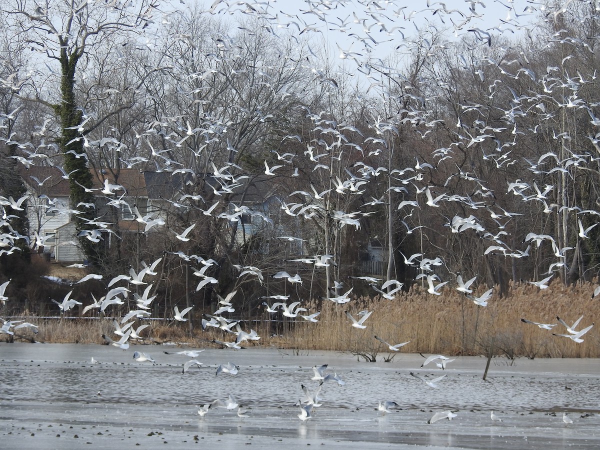 Ring-billed Gull - ML629660599