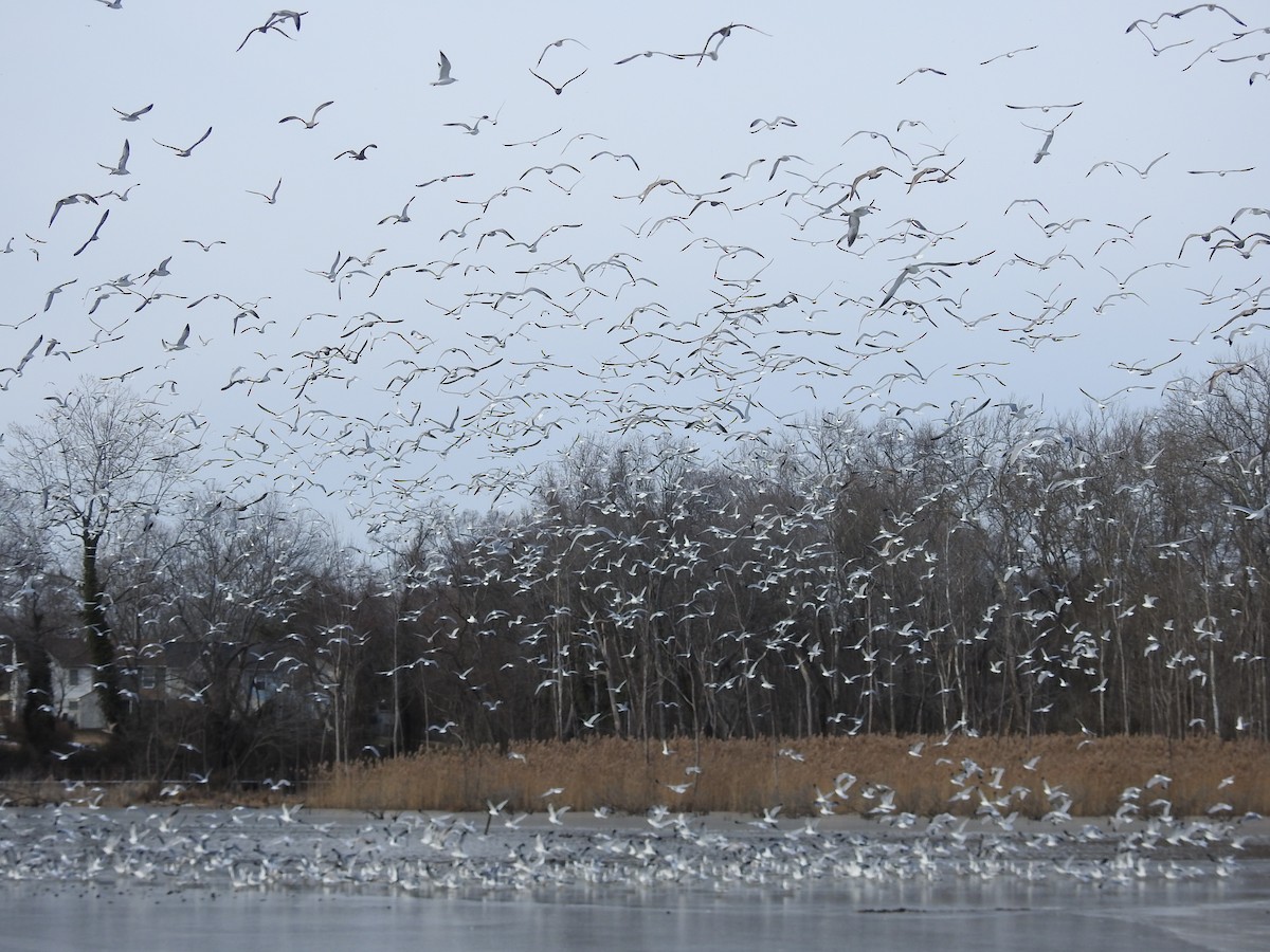 Ring-billed Gull - ML629660600