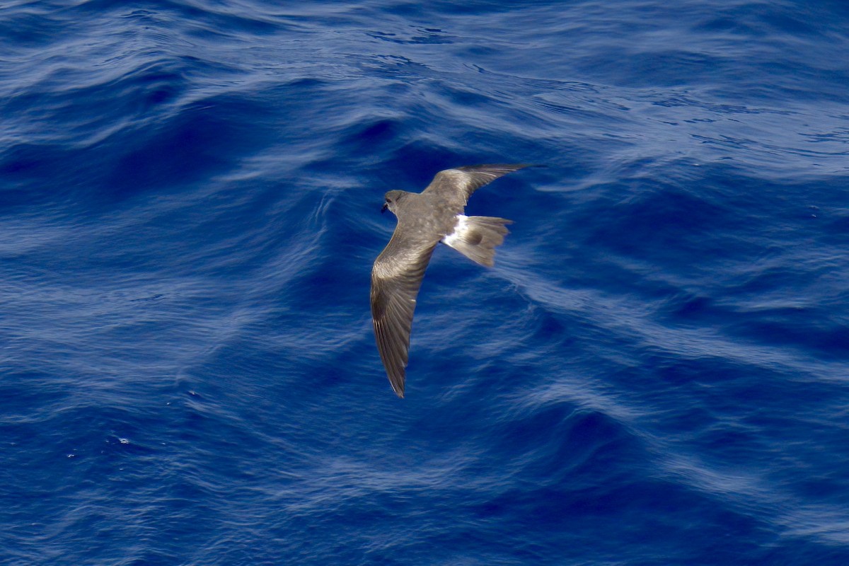 ub. stormsvale (Oceanitidae/Hydrobatidae sp.) - ML629660722