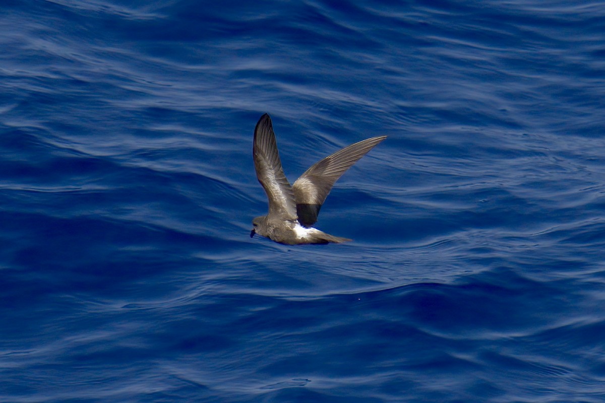 ub. stormsvale (Oceanitidae/Hydrobatidae sp.) - ML629660723