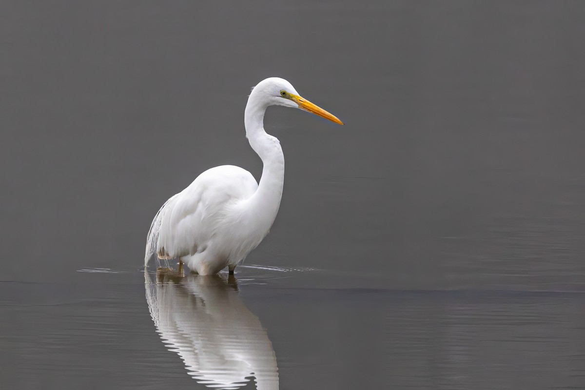 Great Egret - ML629660739